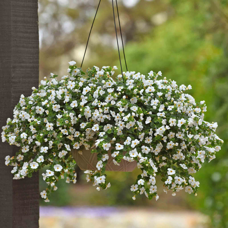 black and gold hanging planter Bacopa Plant 'Megacopa White'