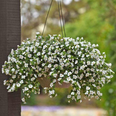 Bacopa Plant 'Megacopa White'