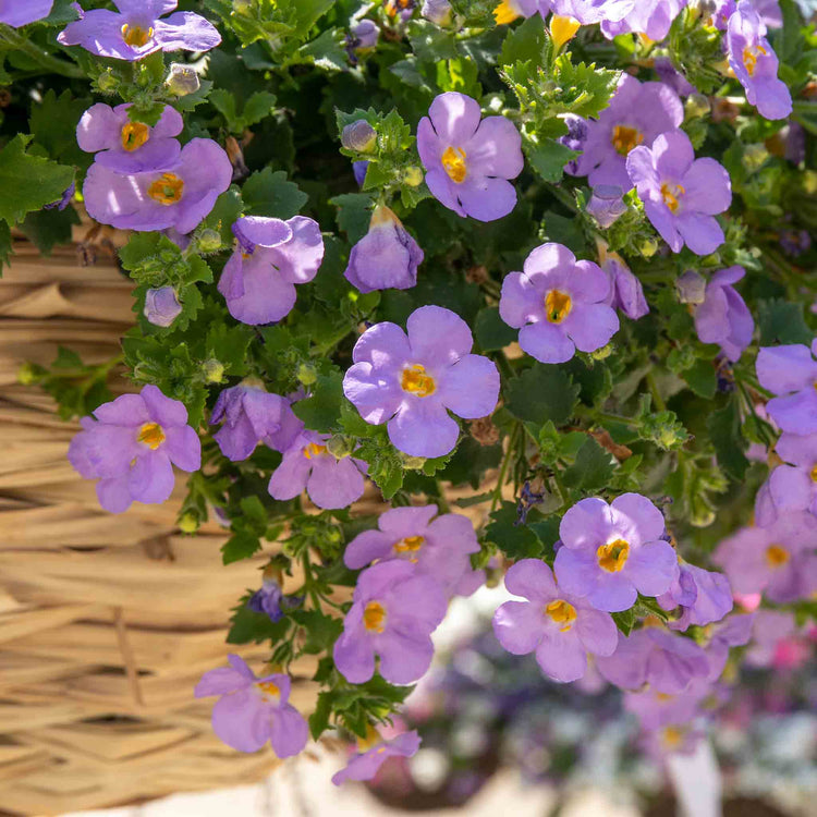 Bacopa Plant 'Megacopa Blue'