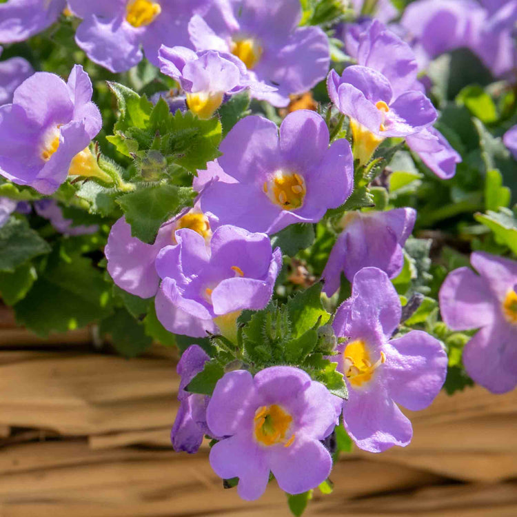 Bacopa Plant 'Megacopa Blue'