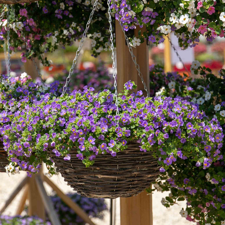hanging basket bacopa plant Bacopa Plant 'Megacopa Blue'