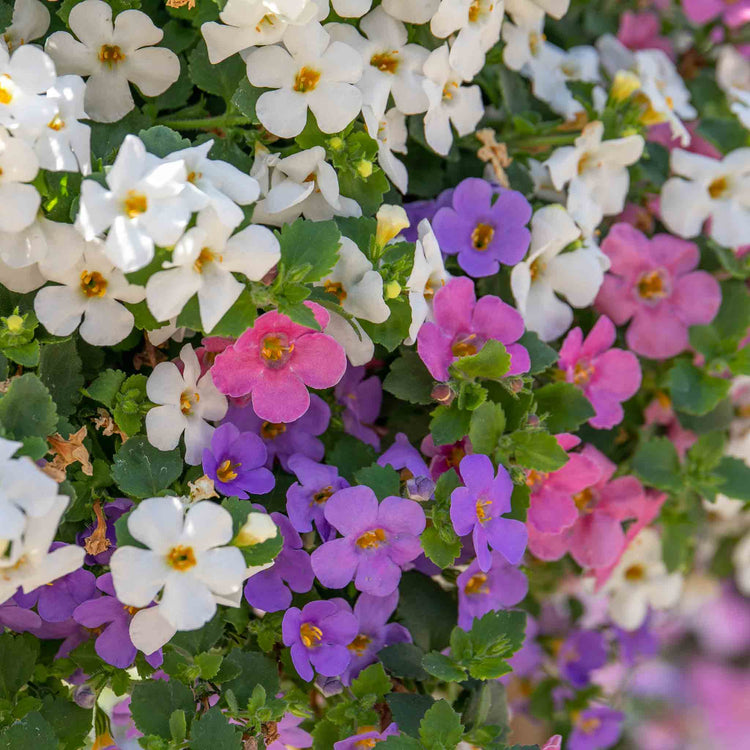 Bacopa Plant 'Megacopa Collection'