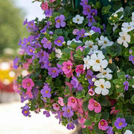 Bacopa Plant 'Megacopa Collection'