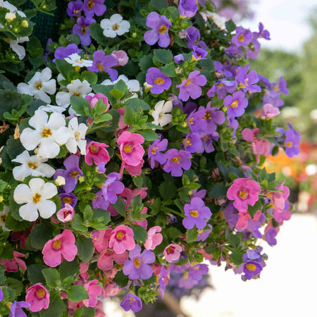 Bacopa Plant 'Megacopa Collection'
