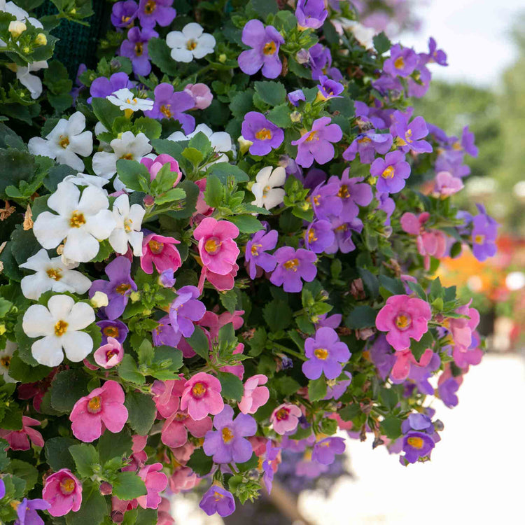 Bacopa Plant 'Megacopa Collection'