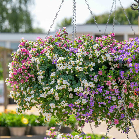 Bacopa Plant 'Megacopa Collection'
