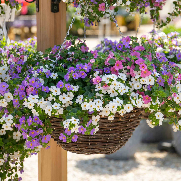 hanging basket bacopa plant Bacopa Plant 'Megacopa Collection'