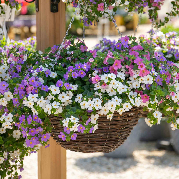 Bacopa Plant 'Megacopa Collection'