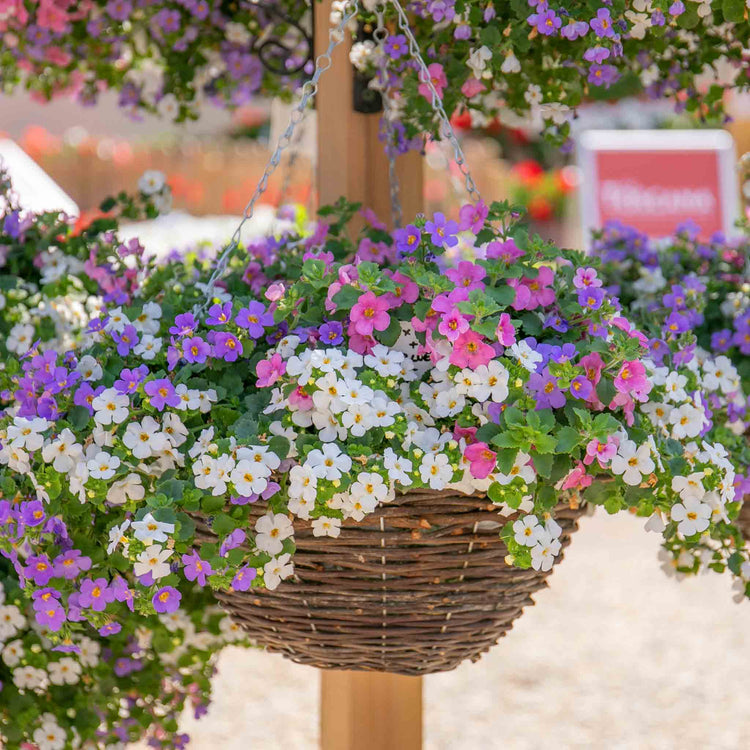 bacopa hanging basket plants Bacopa Plant 'Megacopa Collection'