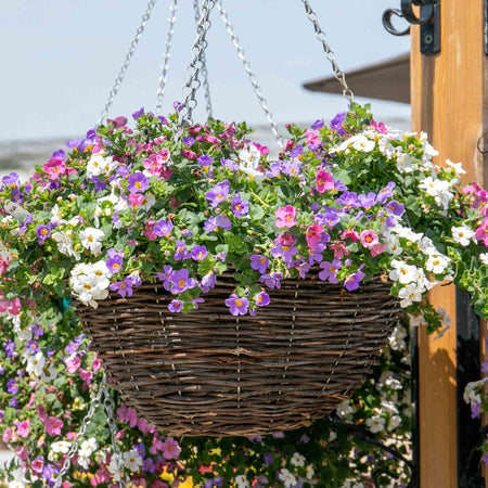 Bacopa Plant 'Megacopa Collection'