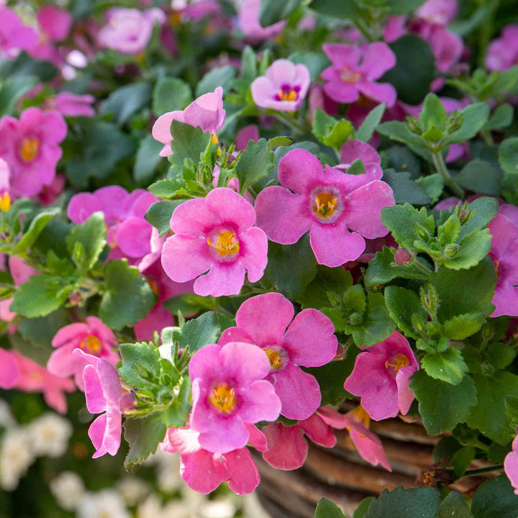 Bacopa Plant 'Megacopa Pink'