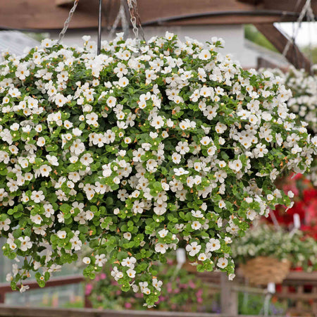 Bacopa Plant 'Megacopa White'
