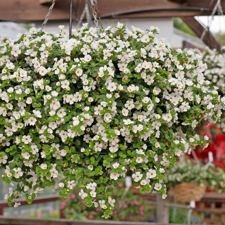Bacopa Plant 'Megacopa White'