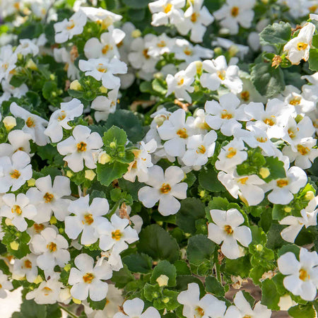 Bacopa Plant 'Megacopa White'