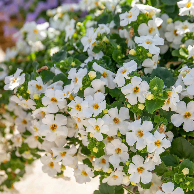 Bacopa Plant 'Megacopa White'