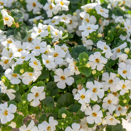 Bacopa Plant 'Megacopa White'