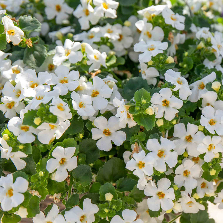 Bacopa Plant 'Megacopa White'