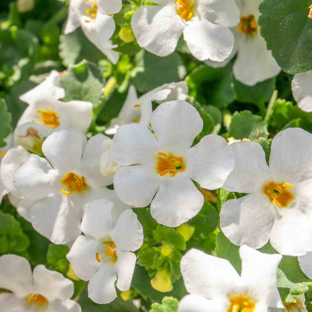 Bacopa Plant 'Megacopa White'