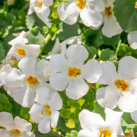 Bacopa Plant 'Megacopa White'