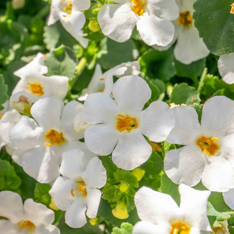 Bacopa Plant 'Megacopa White'