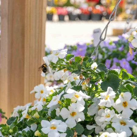 Bacopa Plant 'Megacopa White'