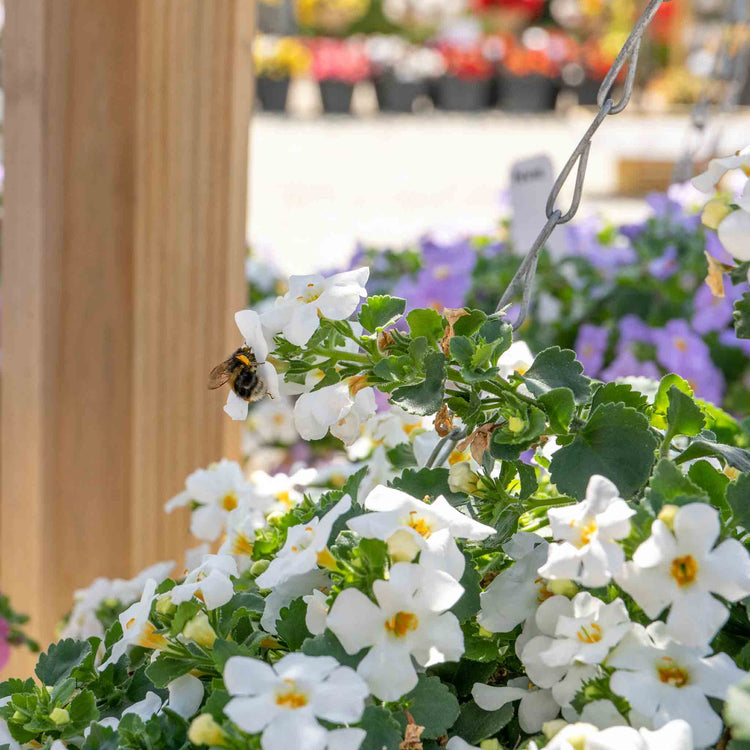 bacopa plants for hanging baskets Bacopa Plant 'Megacopa White'