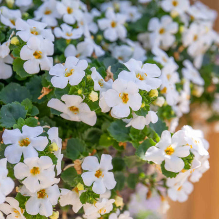 Bacopa Plant 'Megacopa White'