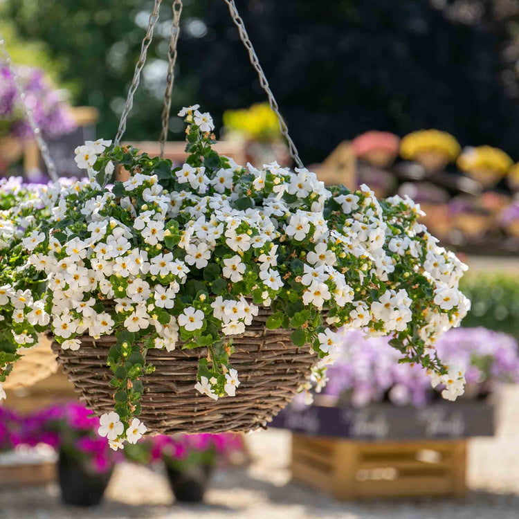 Bacopa Plant 'Megacopa White'