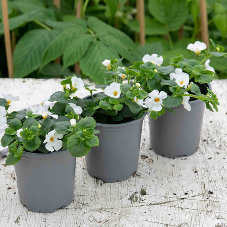 Bacopa Plant 'Megacopa White'