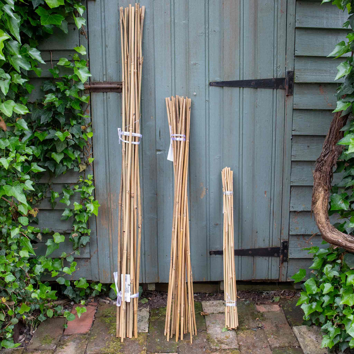 Bamboo 120cm Garden Canes x 20 | Marshalls Garden
