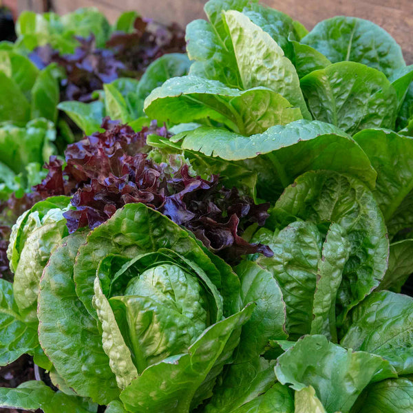 Lettuce Plant 'Crispy Mix'