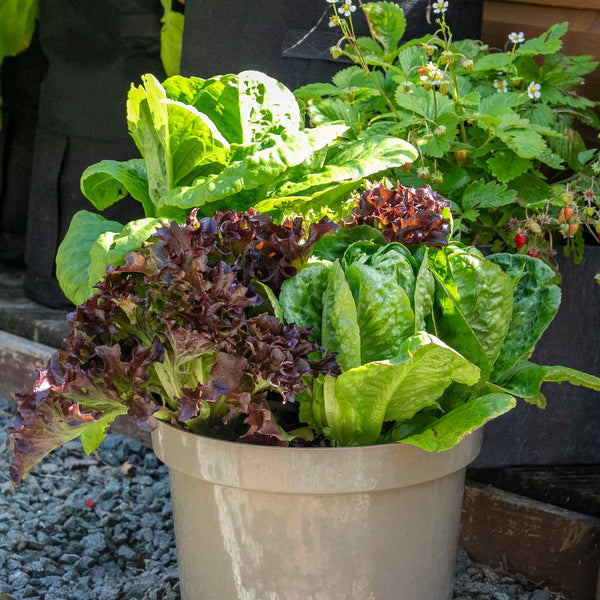 Lettuce Seeds 'All Sorts Mix'