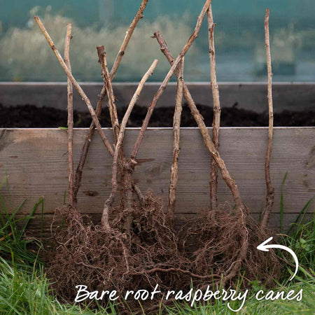 Raspberry Plant 'Imara' | Marshalls Garden