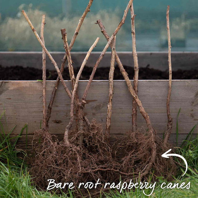 Raspberry Plant 'Imara' | Marshalls Garden