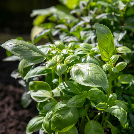 Herb Collection Plant 'Summer'