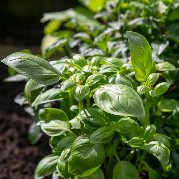 Basil Plant 'Sweet Italian'