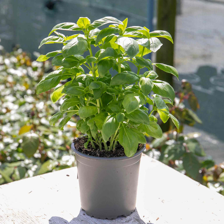 potted basil plants for sale Basil Plant 'Sweet Italian'