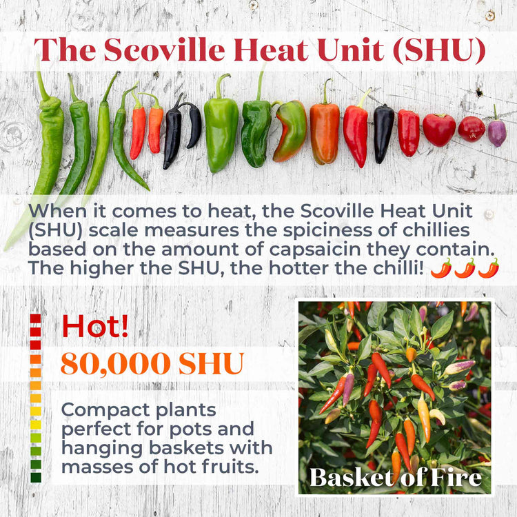 Chilli Plant 'Basket of Fire'