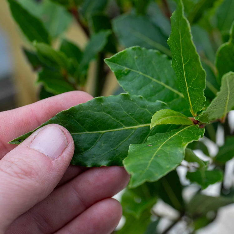 Kitchen Bay Tree - 14cm Pot