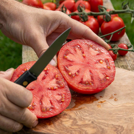 Bush Tomato Plant 'Super Marmande'