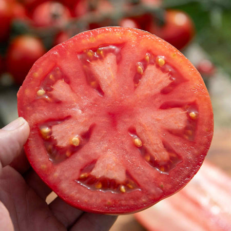 Cordon Tomato Plant 'Country Taste'