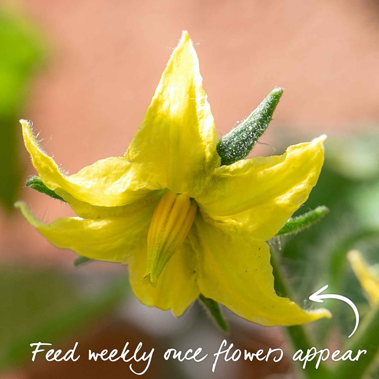 Bush Tomato Plant 'Super Marmande'