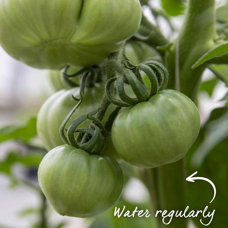 Tomato Seeds 'Orange Wellington'