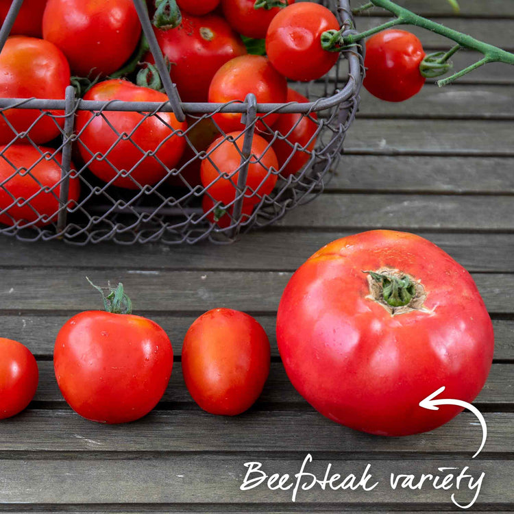 Bush Tomato Plant 'Big League Beefsteak'