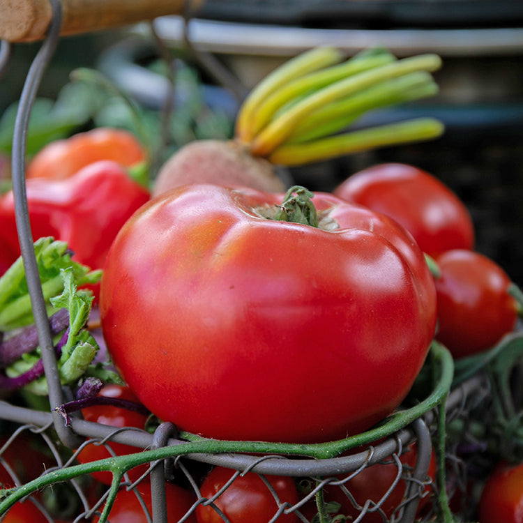 Cordon Tomato Plant 'Country Taste'