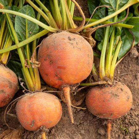 burpees garden seeds Beetroot Seeds 'Burpees Golden'