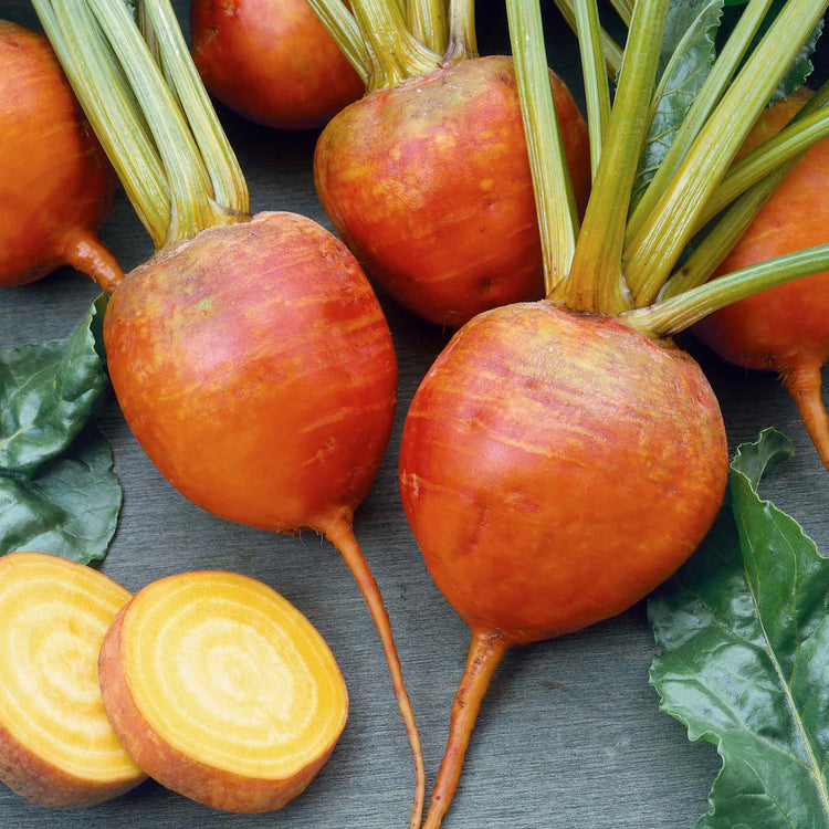 Beetroot Seeds 'Burpees Golden'