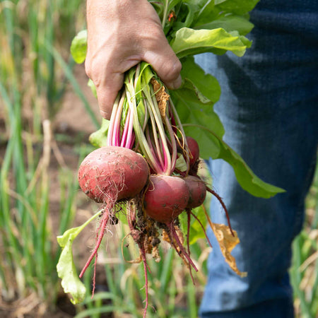 Beetroot Plant 'Chioggia'