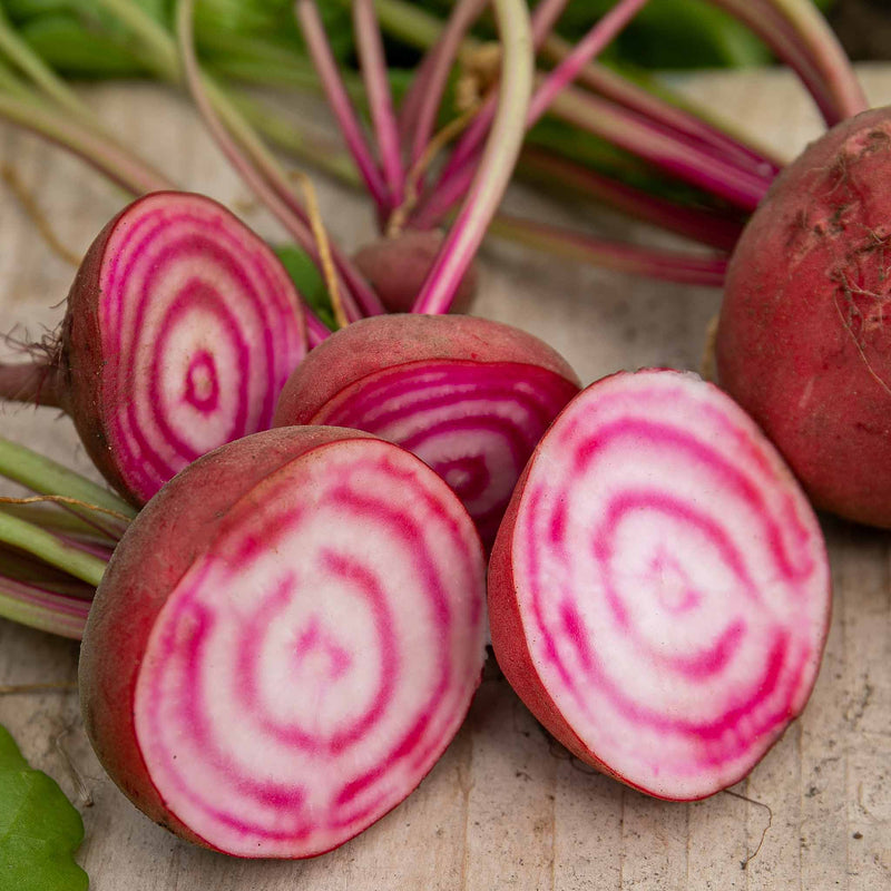 Beetroot Plant 'Chioggia'