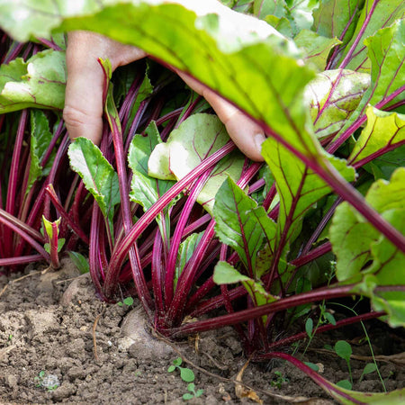 Beetroot Plant 'Chioggia'